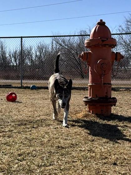 Enlarge Jane (MJ), a Adoptable mixed breed in Scottsbluff, NE image 2/3