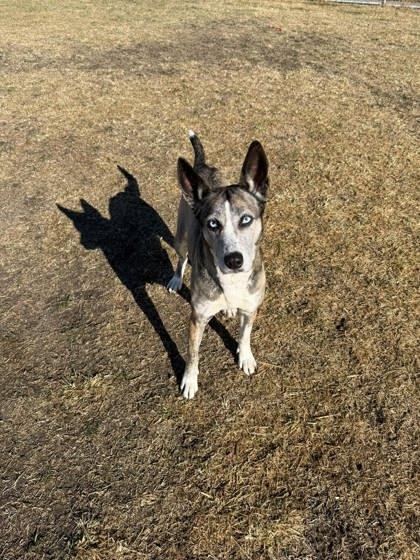 Enlarge Jane (MJ), a Adoptable mixed breed in Scottsbluff, NE image 3/3