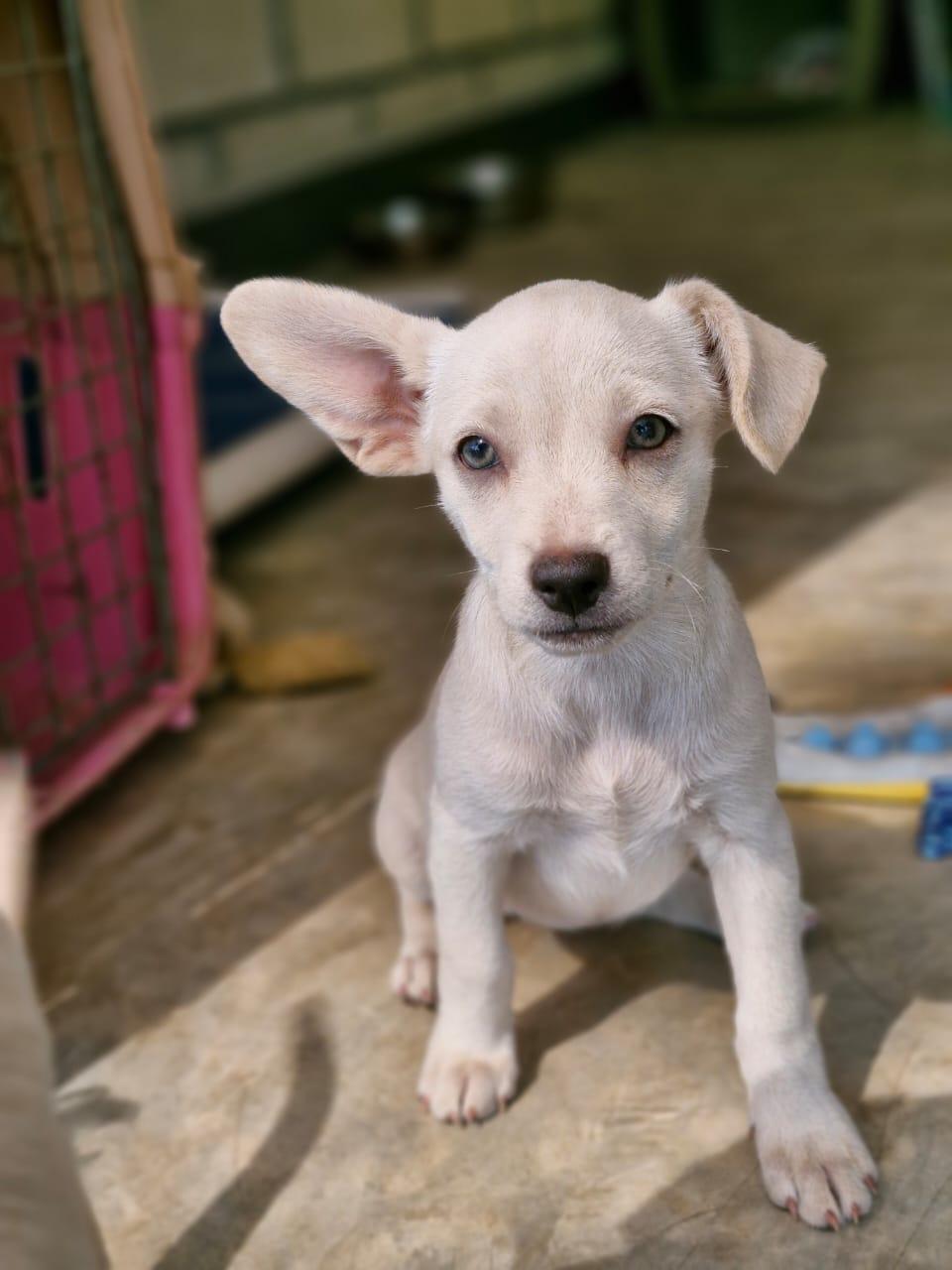 Ivy, adopted, Puppy Female Chihuahua & Labrador Retriever.