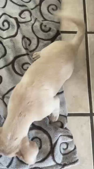 Enlarge Ivy, an adopted mixed breed in North Vancouver, BC video 4/4