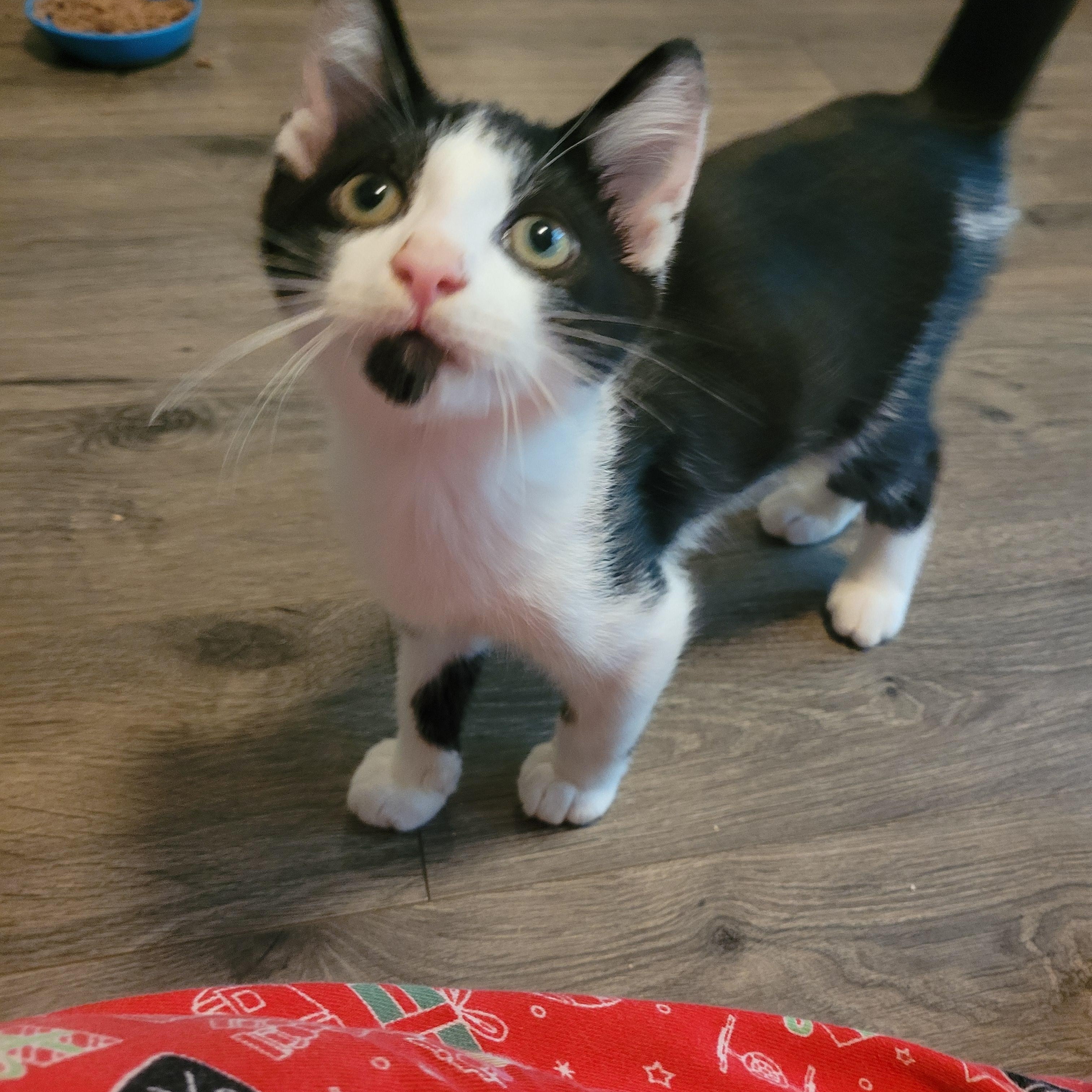 Sylvester, a Adoptable Domestic Short Hair in Talcott, WV image 2/6