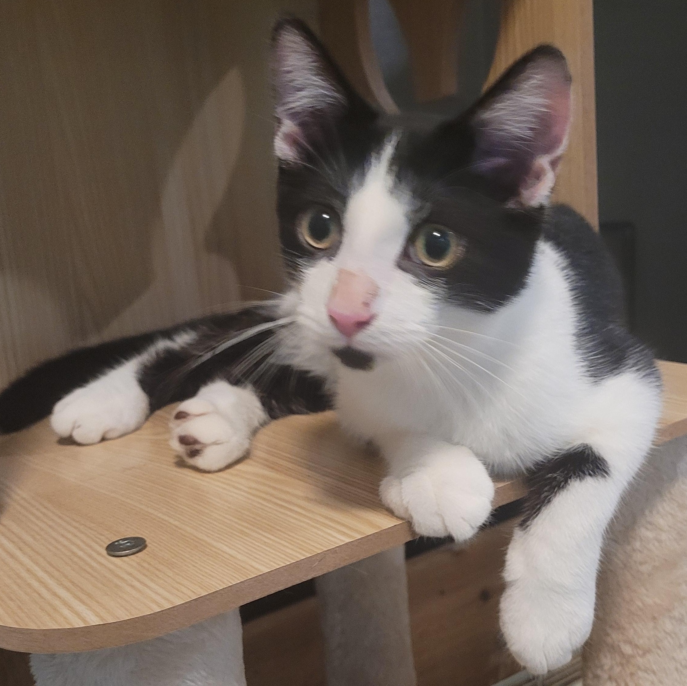 Sylvester, a Adoptable Domestic Short Hair in Talcott, WV image 6/6