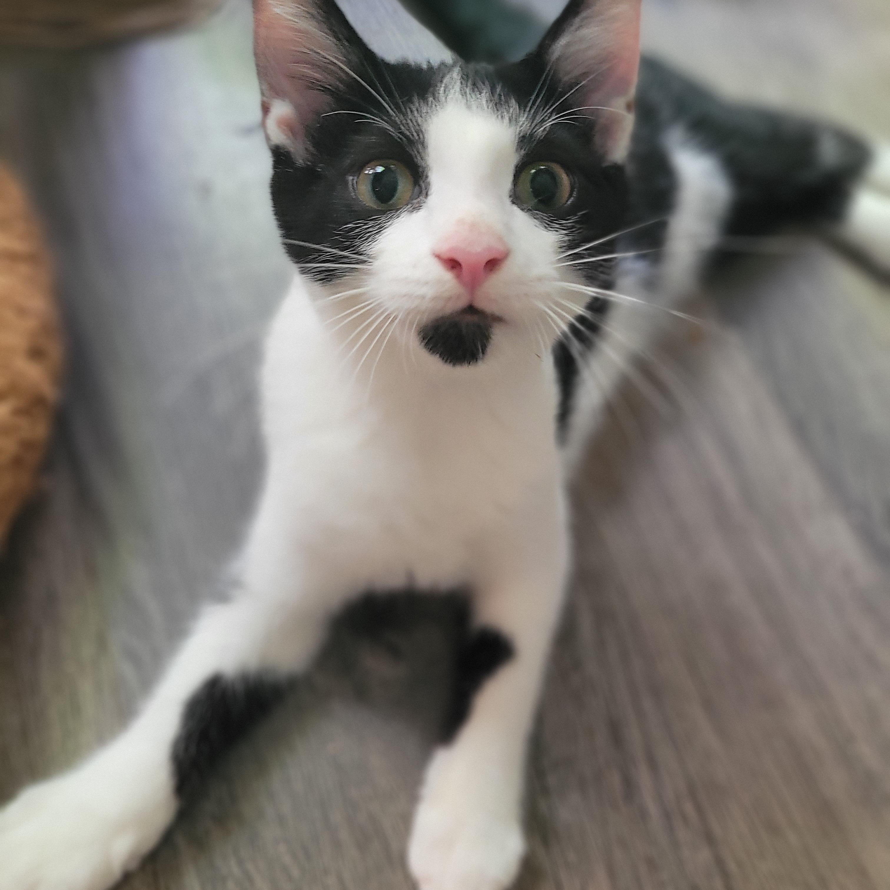 Sylvester, a Adoptable Domestic Short Hair in Talcott, WV image 4/6