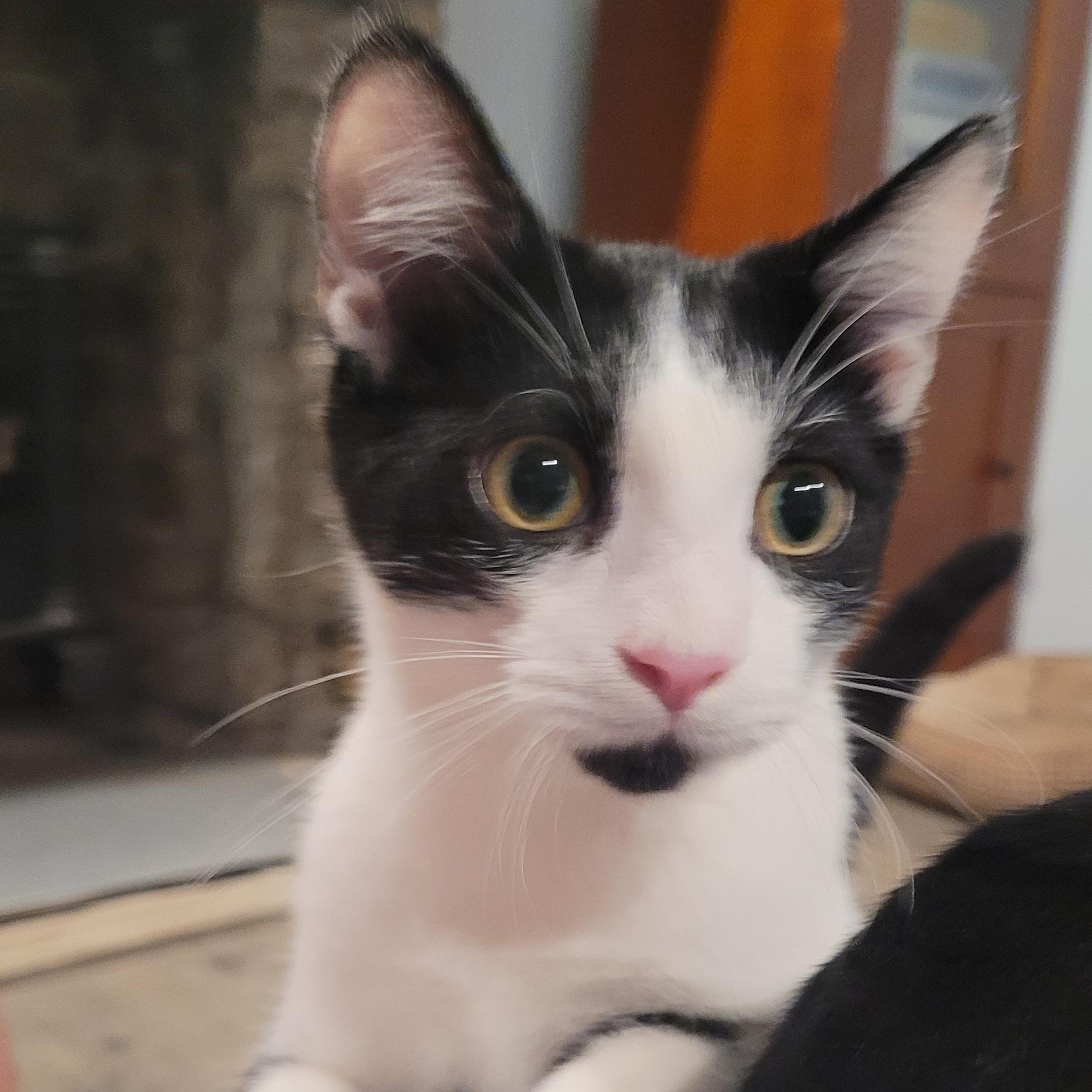 Sylvester, a Adoptable Domestic Short Hair in Talcott, WV image 3/6