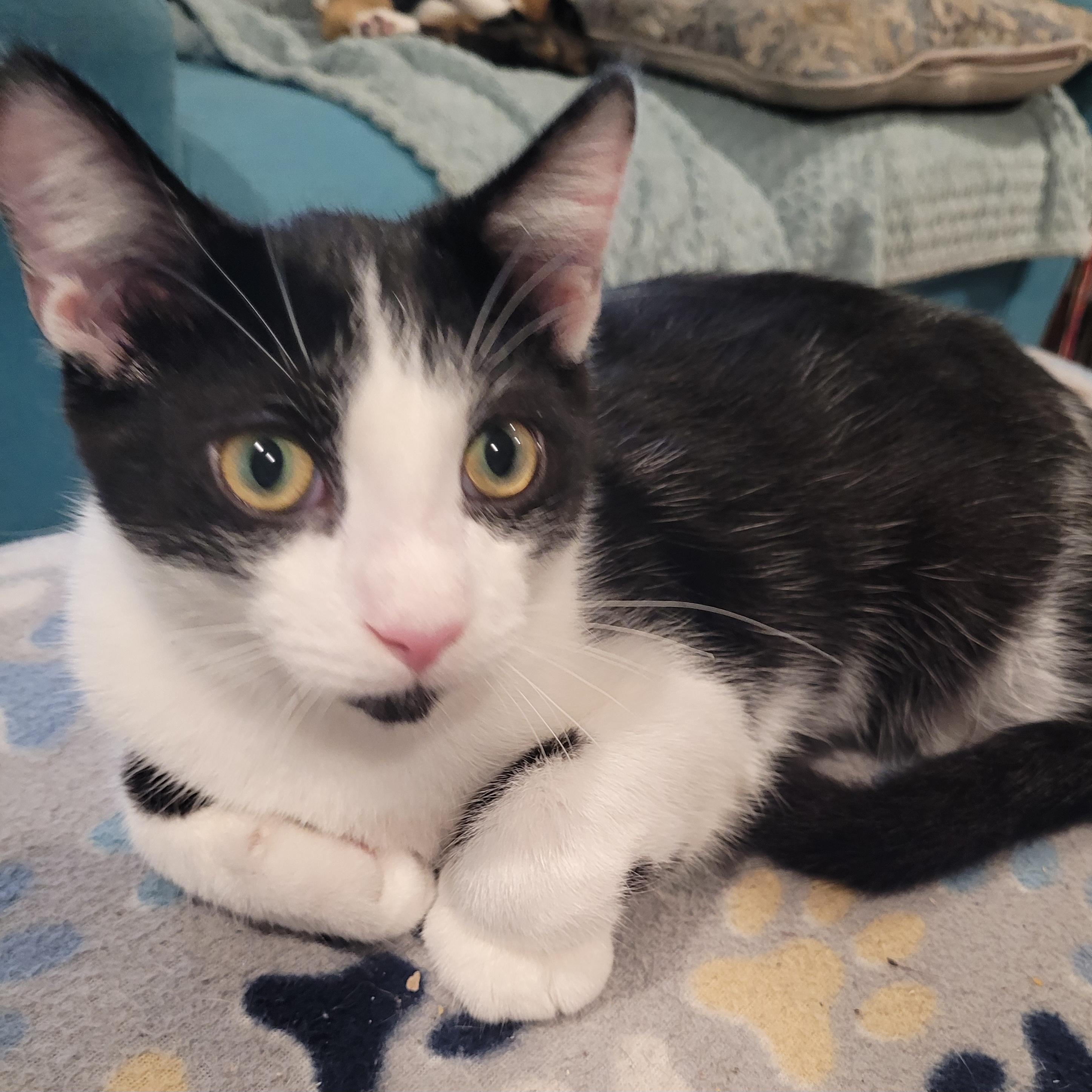 Sylvester, a Adoptable Domestic Short Hair in Talcott, WV image 5/6