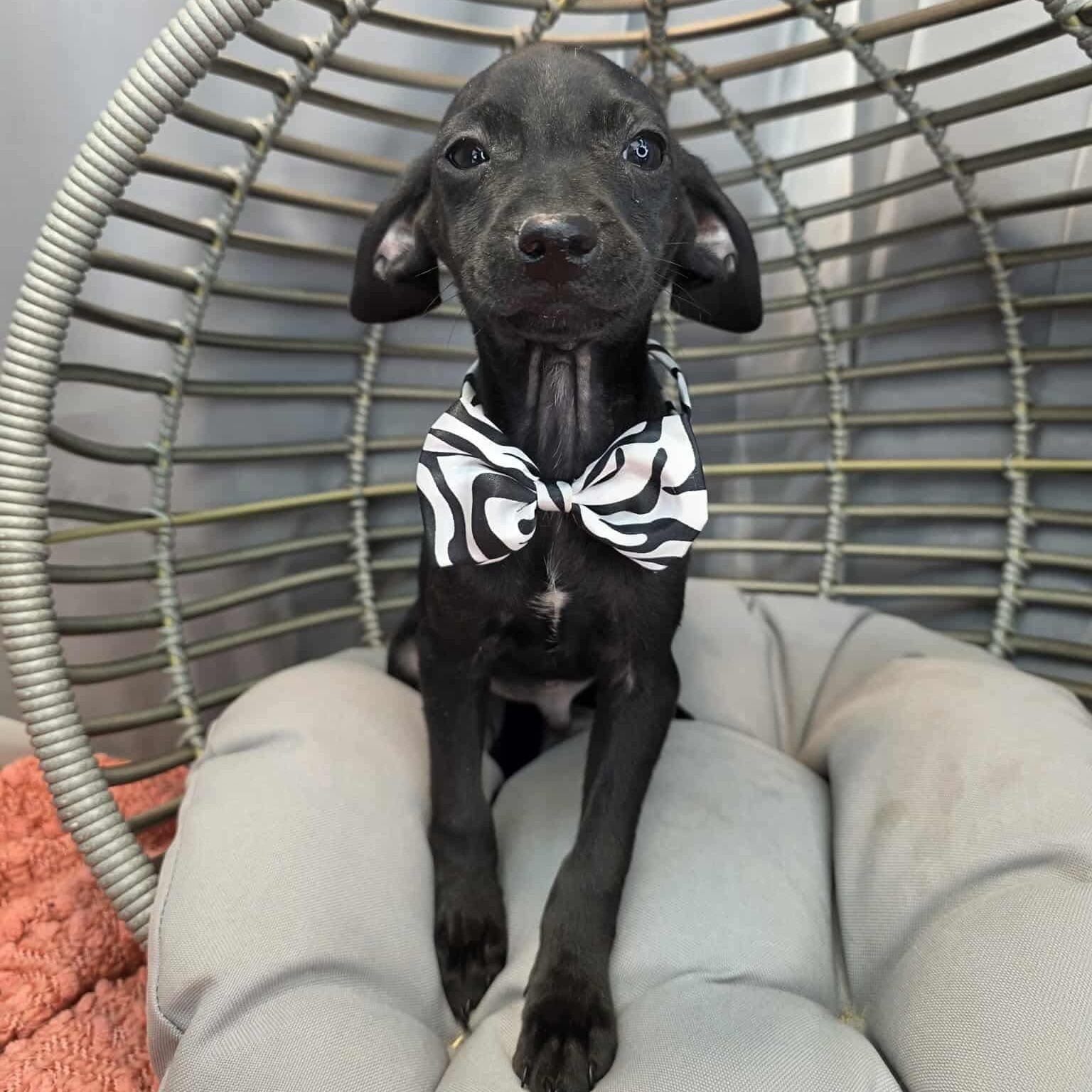 Smokey, Adoptable, Puppy Male Chihuahua & Dachshund.