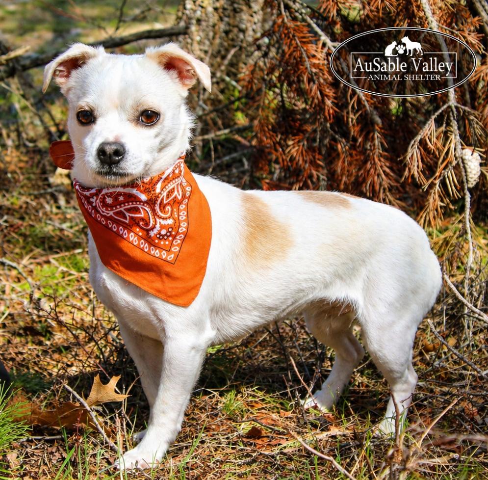 Kyle, ADOPTABLE, Adult Male Chihuahua.