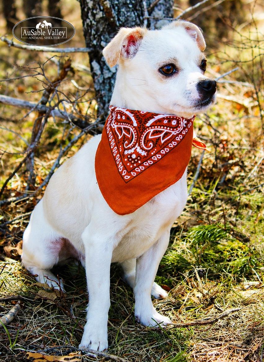 Enlarge Kyle, a ADOPTABLE mixed breed in Grayling, MI image 6/6