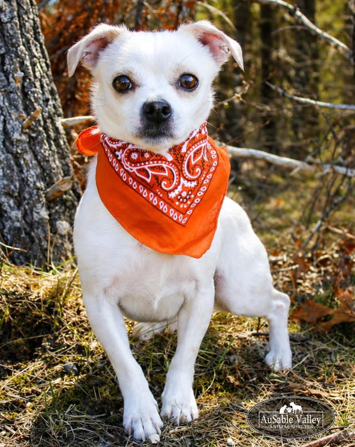 Enlarge Kyle, a ADOPTABLE mixed breed in Grayling, MI image 3/6