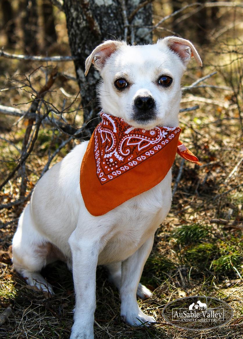Enlarge Kyle, a ADOPTABLE mixed breed in Grayling, MI image 4/6