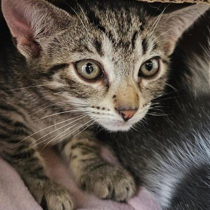 Go Fish, Adoptable, Kitten Female Domestic Short Hair & Domestic Short Hair.