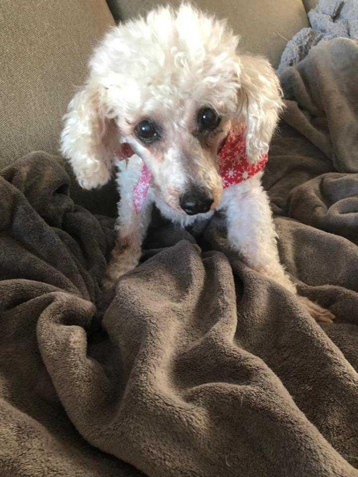 Grandpa, Adopted, Senior Male Poodle & Maltese.