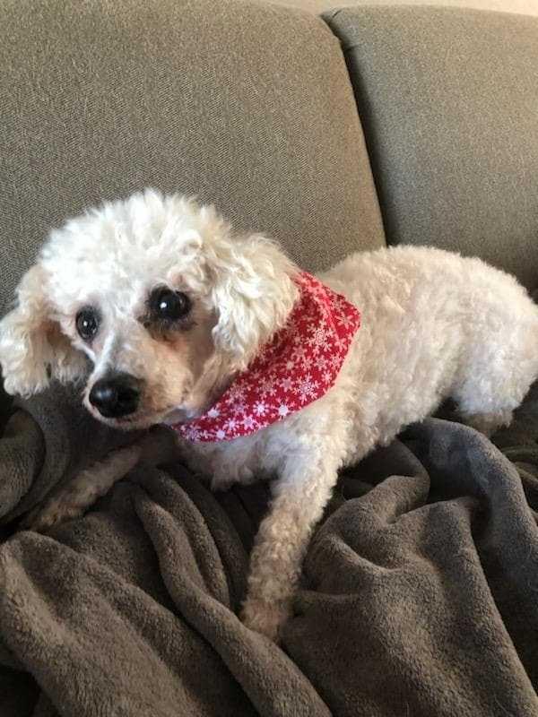 Grandpa, a Adopted mixed breed in Waterloo, IN image 2/3