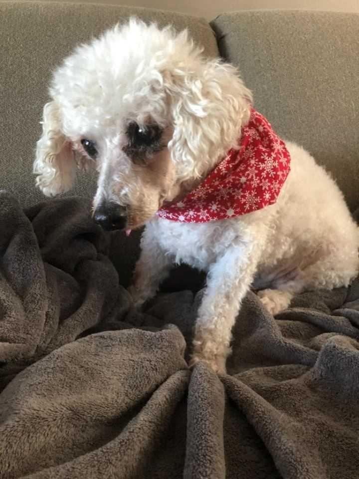 Grandpa, a Adopted mixed breed in Waterloo, IN image 3/3