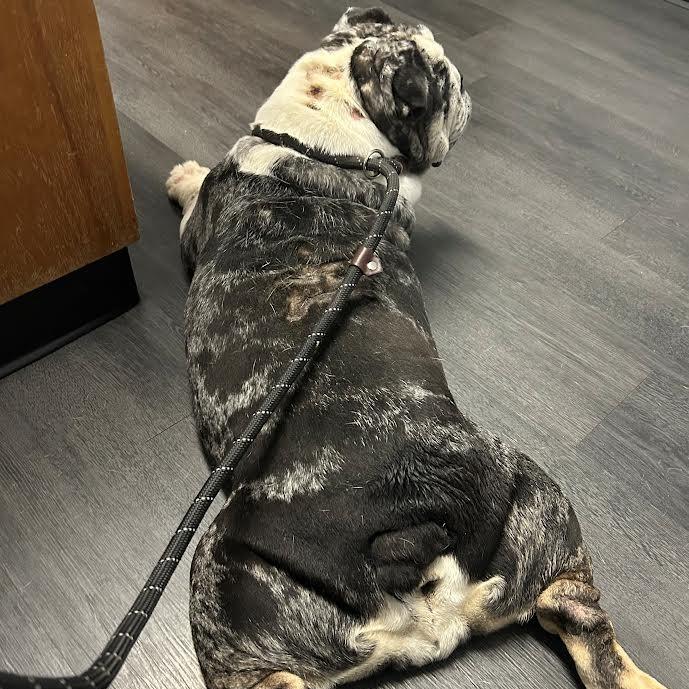 Cupcake, Adoptable, Adult Female English Bulldog.