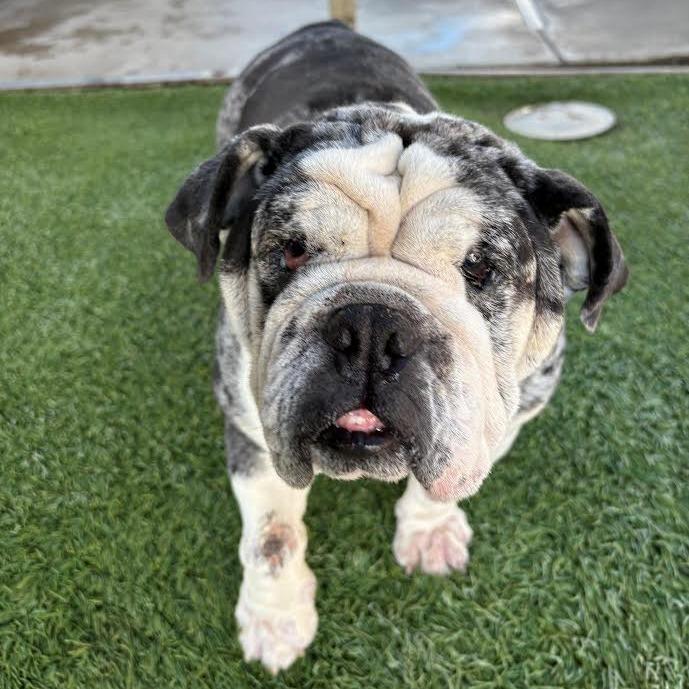 Cupcake, a Adoptable English Bulldog in Turlock, CA image 2/6