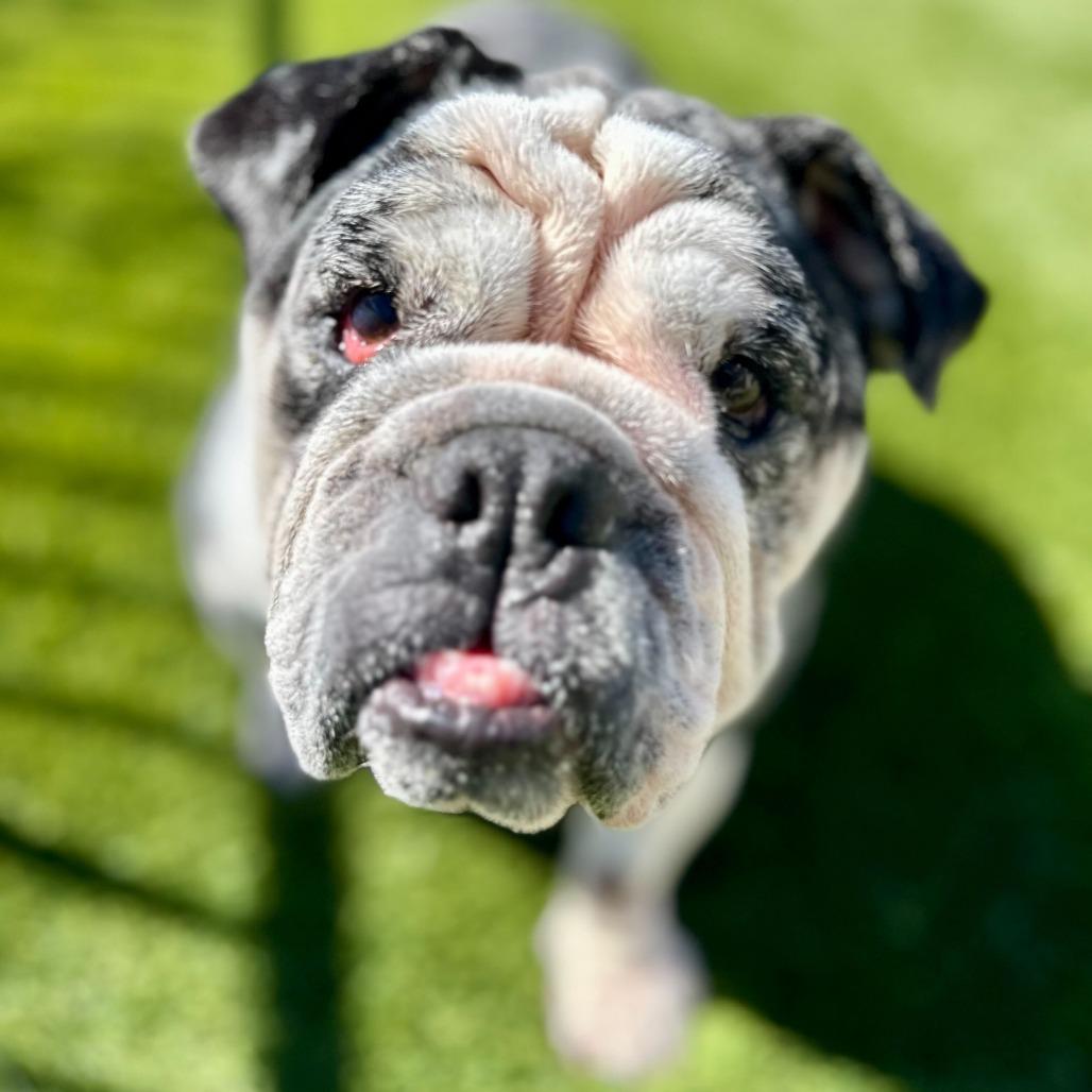 Cupcake, a Adoptable English Bulldog in Turlock, CA image 3/6