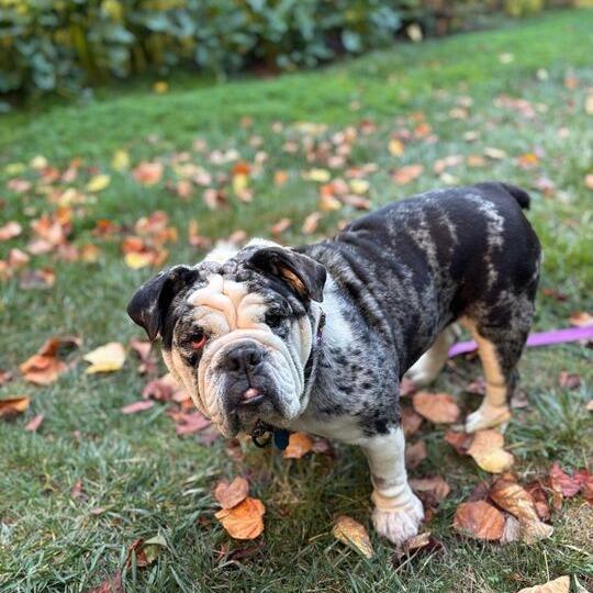 Cupcake, a Adoptable English Bulldog in Turlock, CA image 4/6