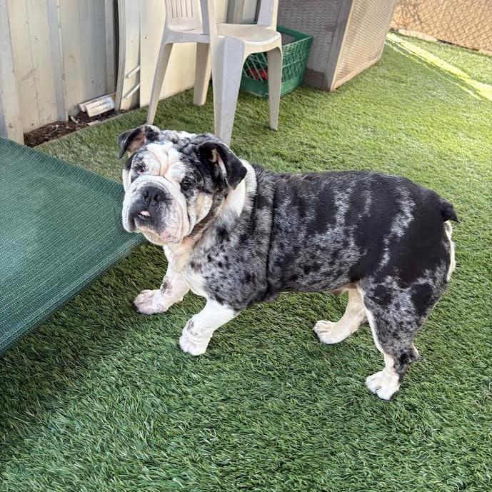 Cupcake, a Adoptable English Bulldog in Turlock, CA image 5/6
