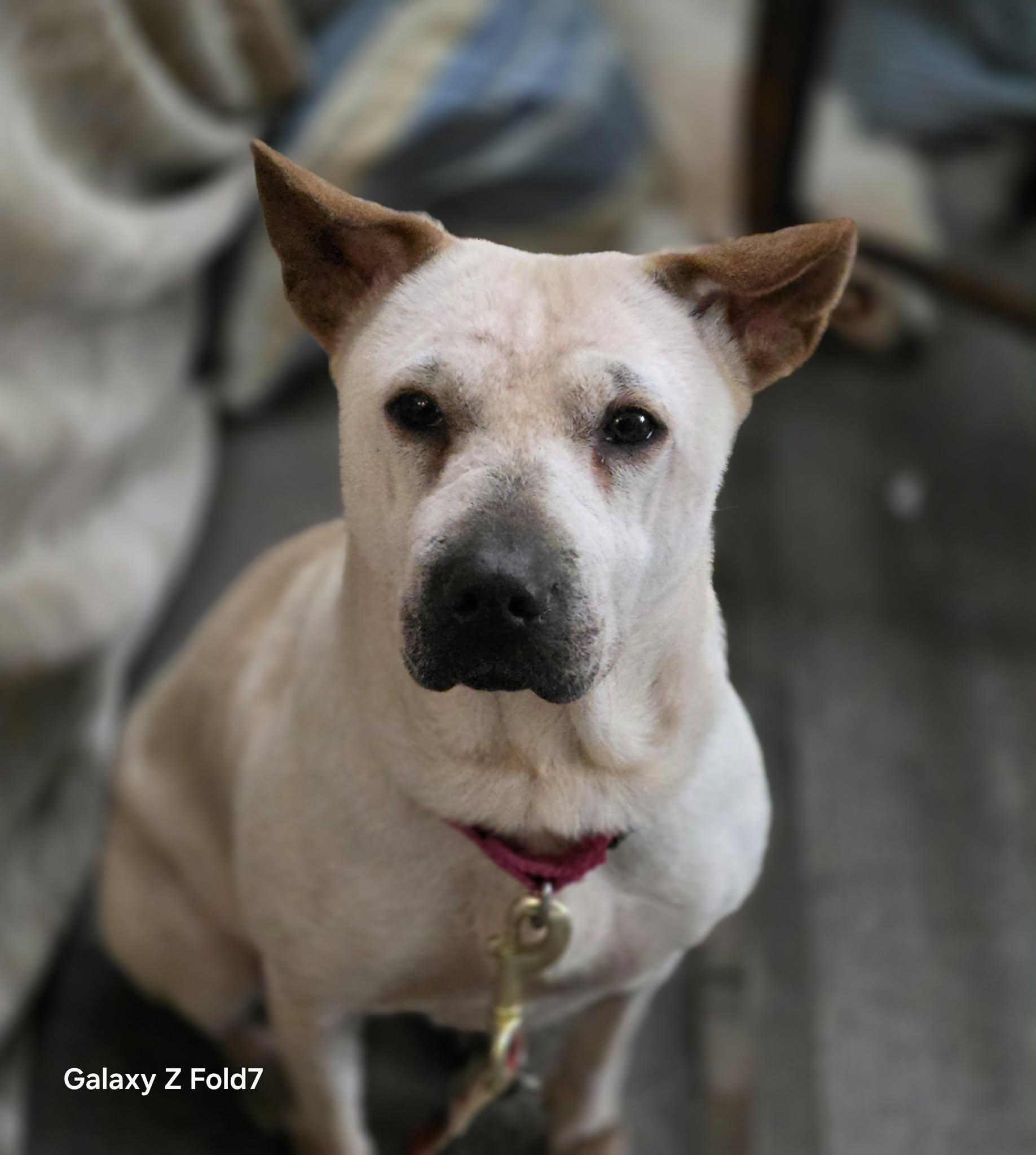 Enlarge Junie, a ADOPTABLE mixed breed in Fredericksburg, VA image 1/5
