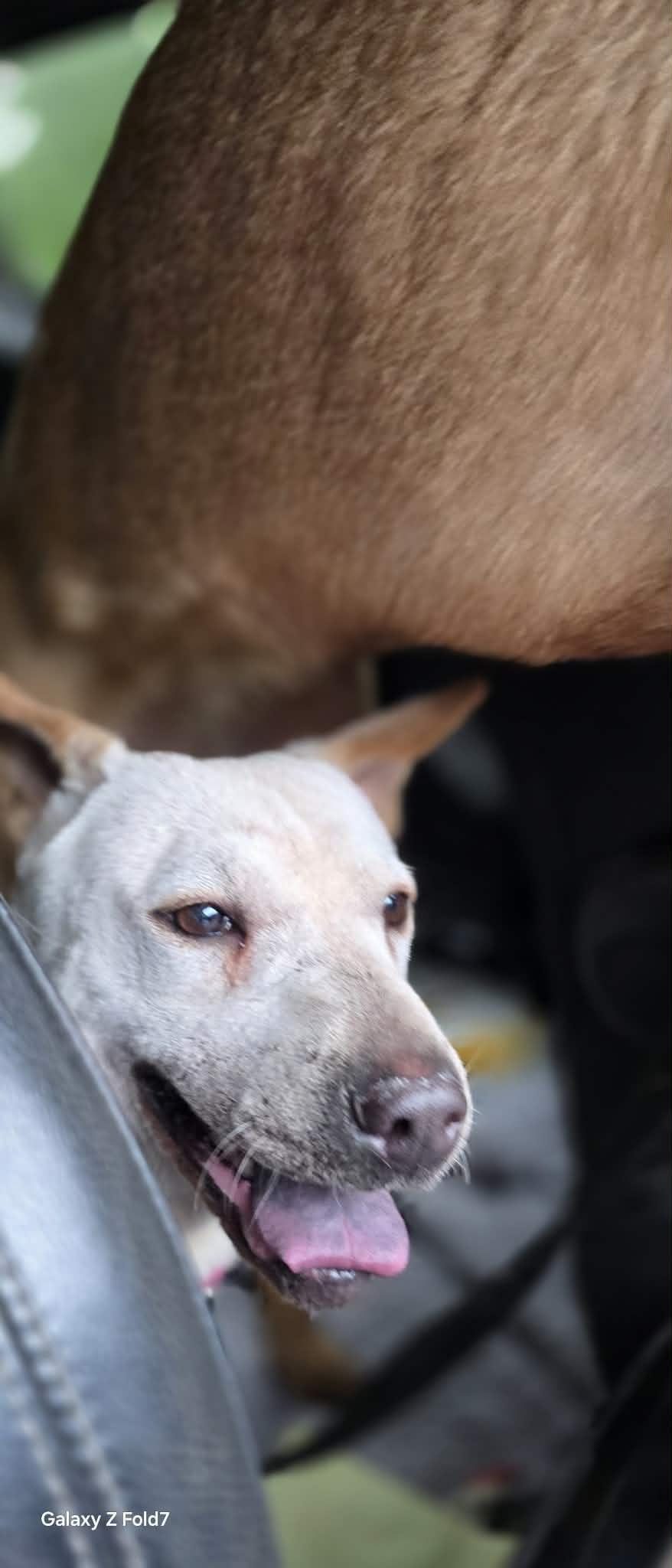 Enlarge Junie, a ADOPTABLE mixed breed in Fredericksburg, VA image 3/5