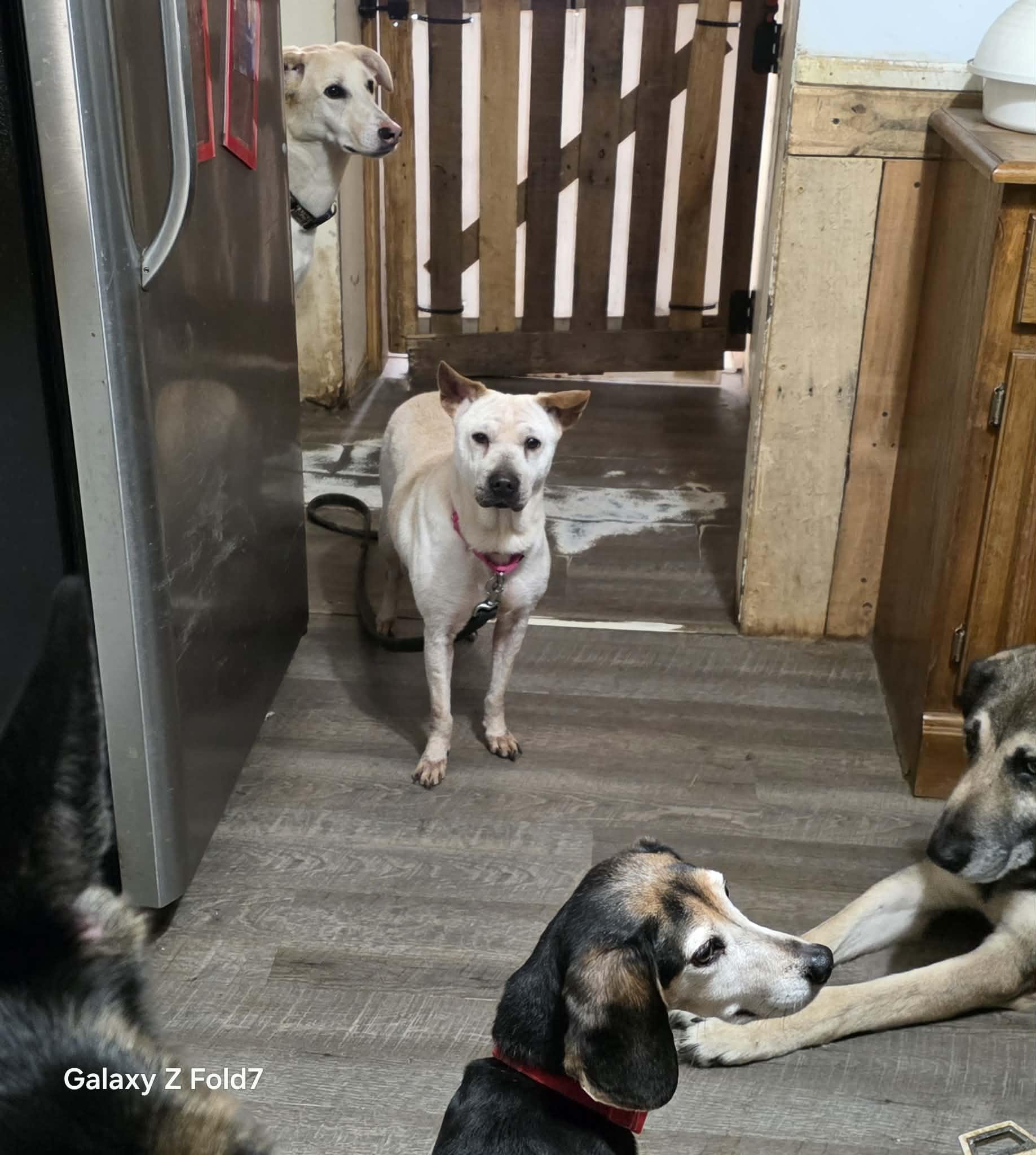 Enlarge Junie, a ADOPTABLE mixed breed in Fredericksburg, VA image 2/5