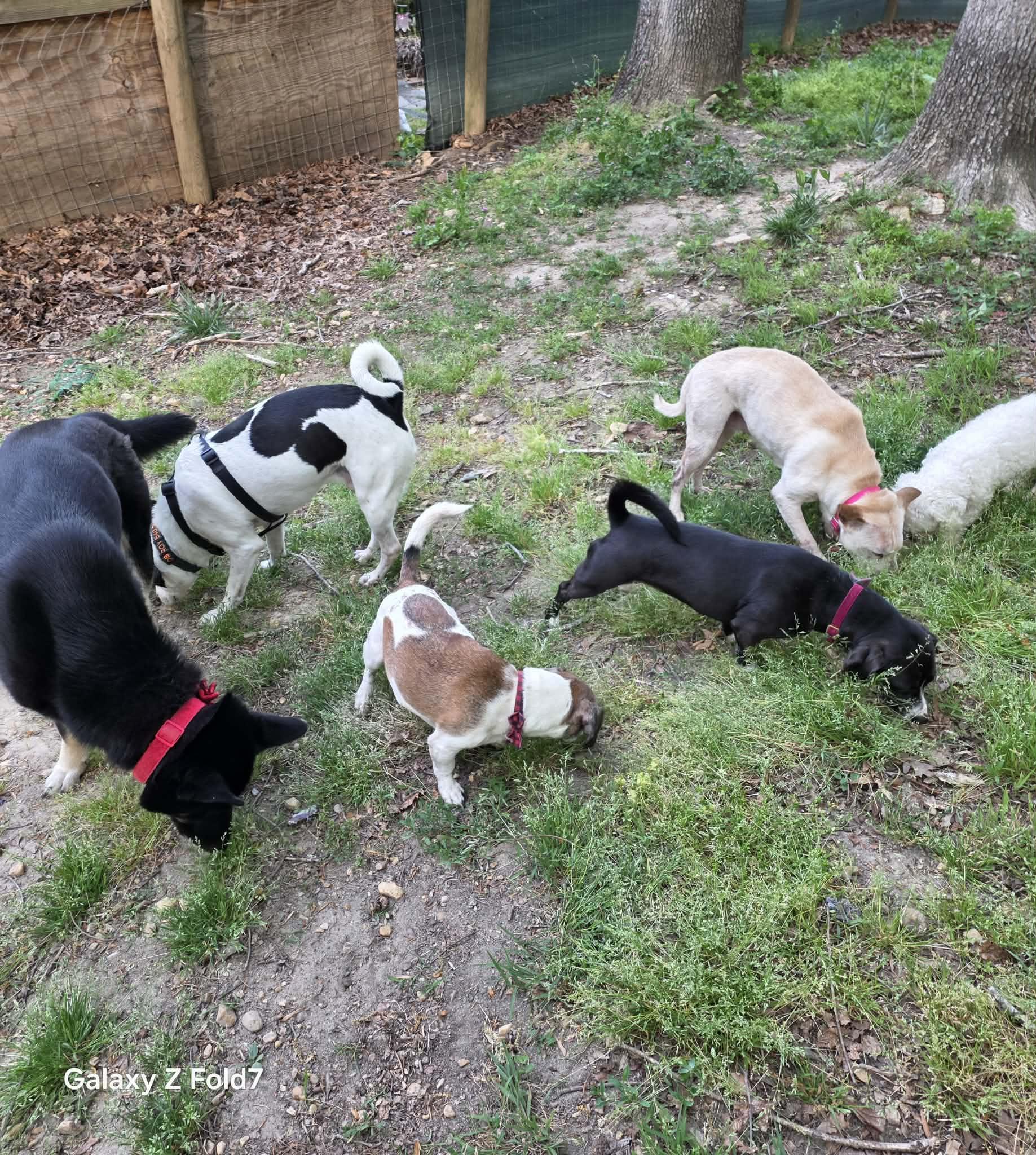 Enlarge Junie, a ADOPTABLE mixed breed in Fredericksburg, VA image 5/5
