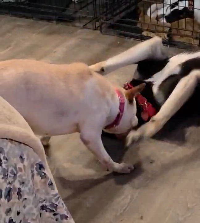 Enlarge Junie, a ADOPTABLE mixed breed in Fredericksburg, VA video 4/5