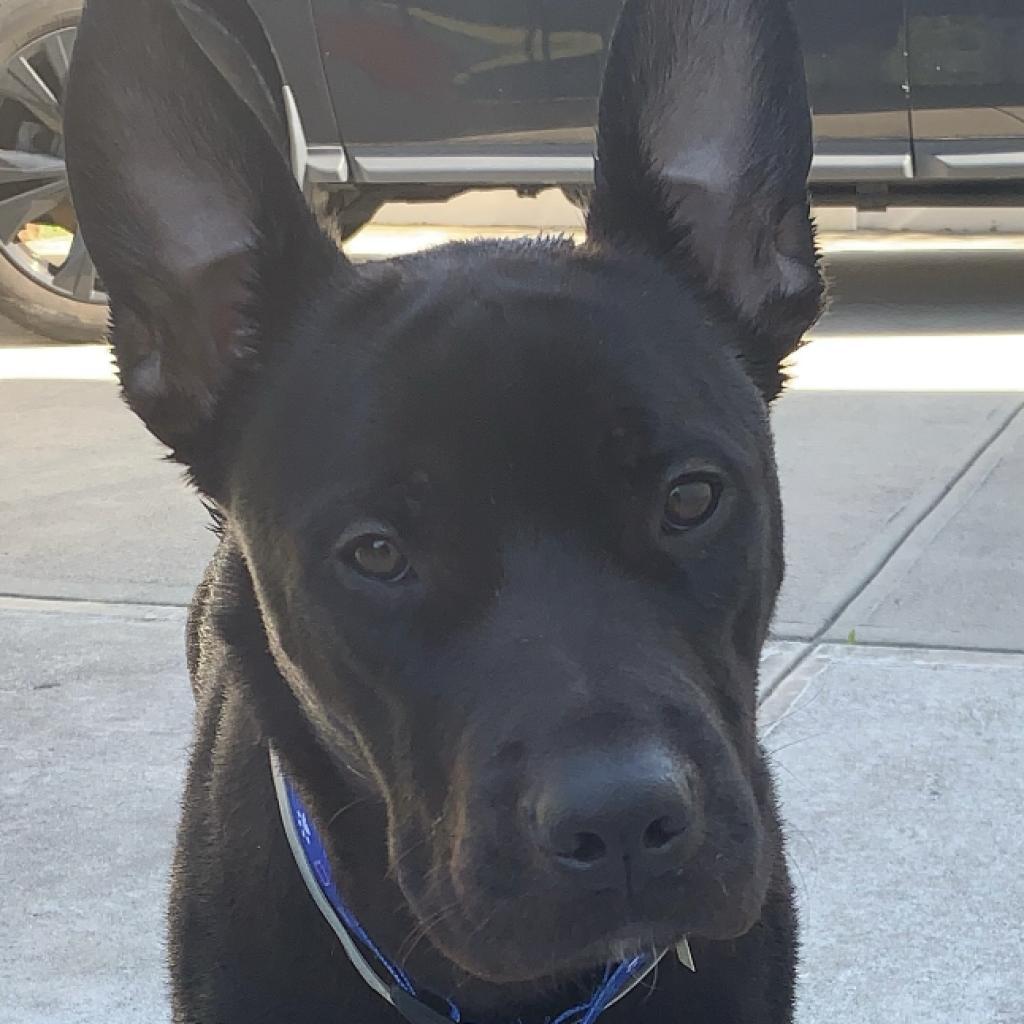 Pete, a Adoptable mixed breed in Oceanside, NY image 1/5