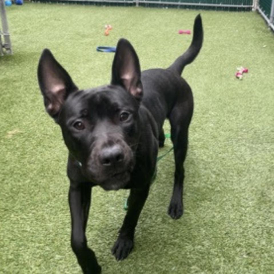 Pete, a Adoptable mixed breed in Oceanside, NY image 2/5