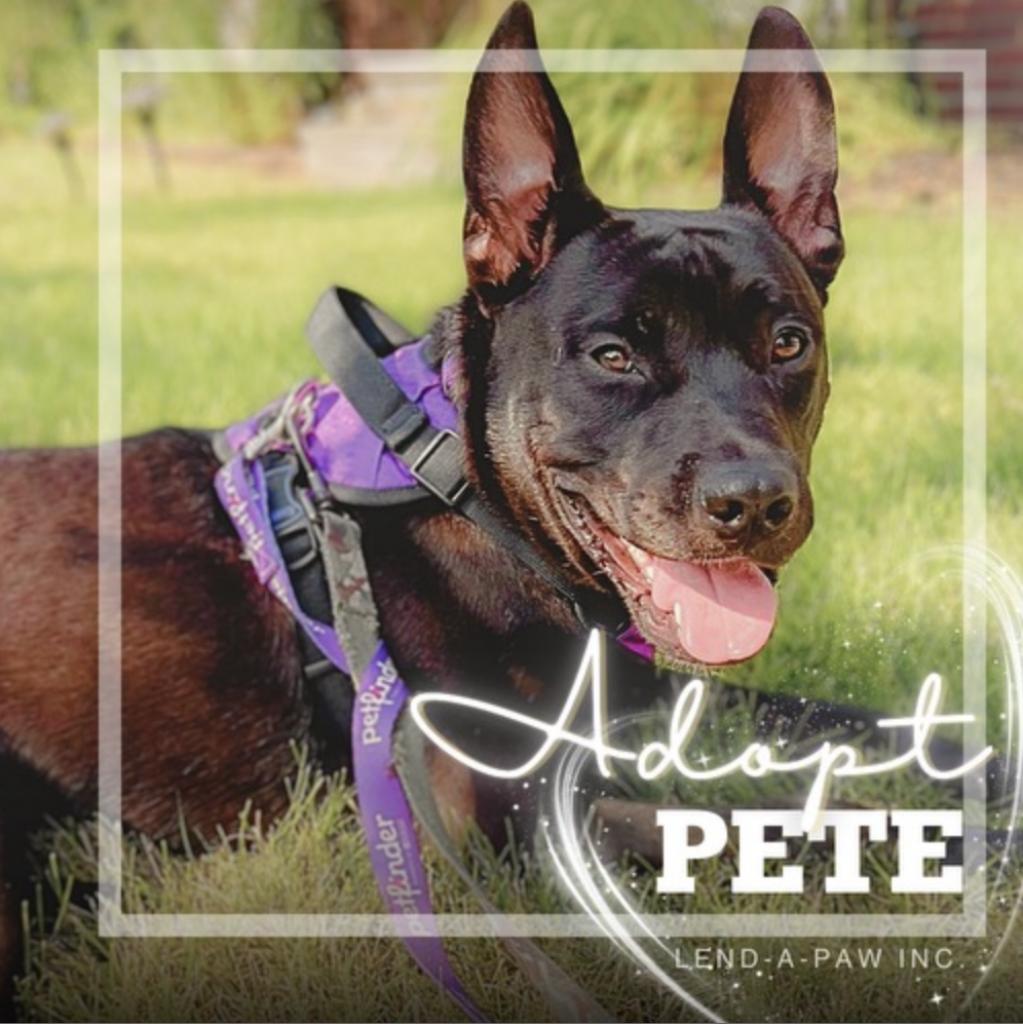 Pete, a Adoptable mixed breed in Oceanside, NY image 3/5