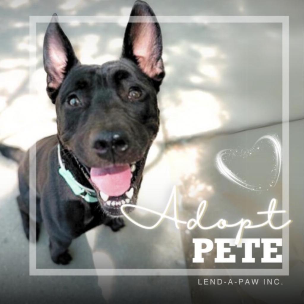 Pete, a Adoptable mixed breed in Oceanside, NY image 4/5