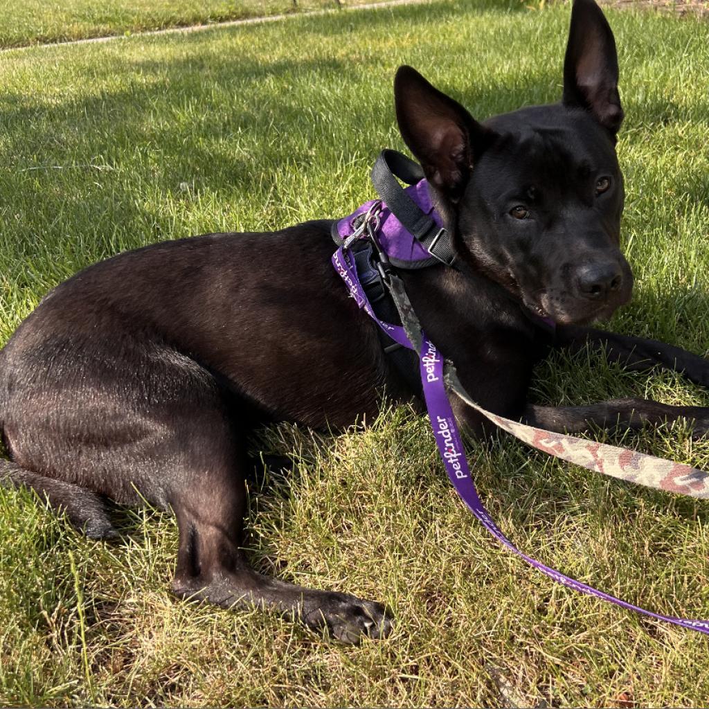 Pete, a Adoptable mixed breed in Oceanside, NY image 5/5