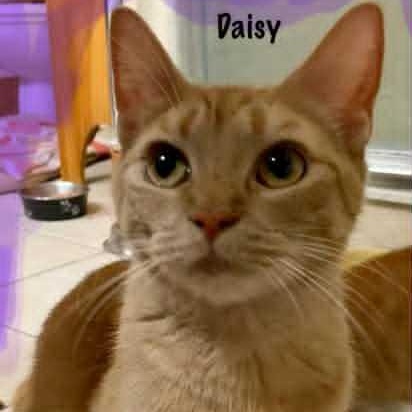 Photo of Daisy
