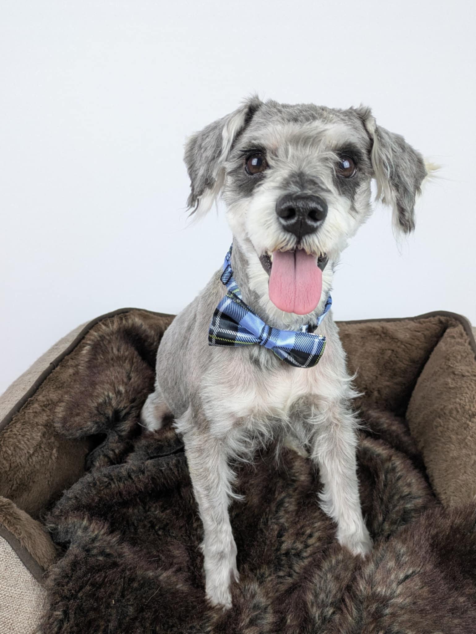 Matt, adopted, Adult Male Miniature Schnauzer.