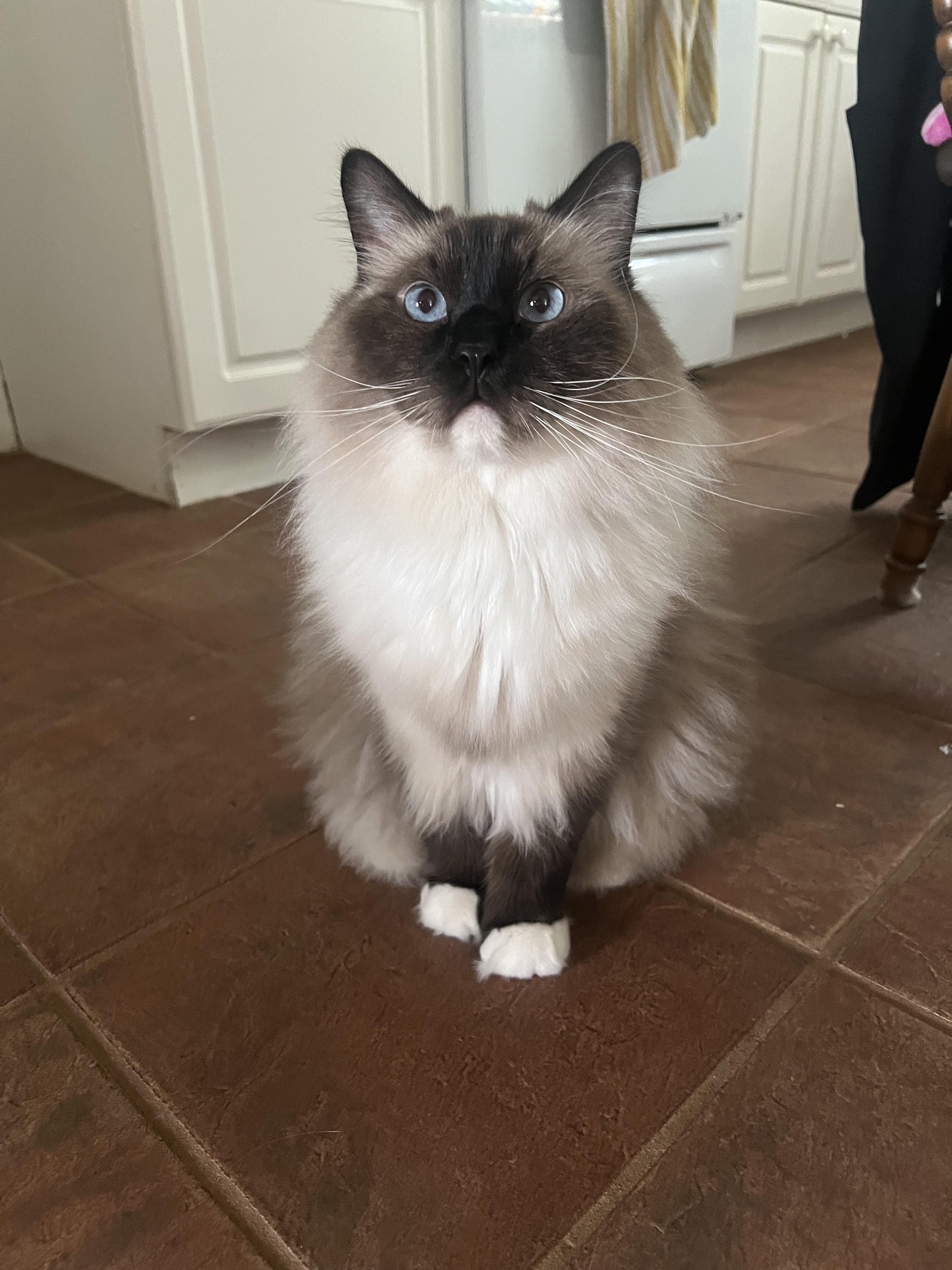 Vlad, Adopted, Adult Male Ragdoll.