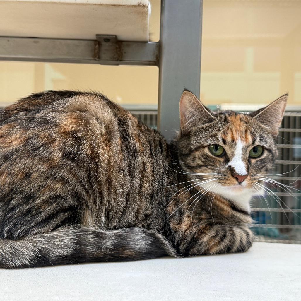 Laney, Adoptable, Adult Female Domestic Short Hair.