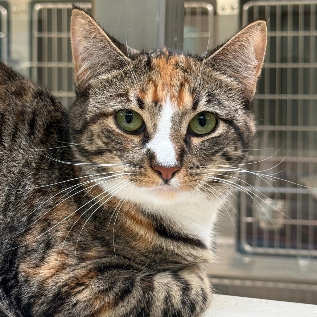 Enlarge Laney, a Adoptable Domestic Short Hair in Perkiomenville, PA image 2/2