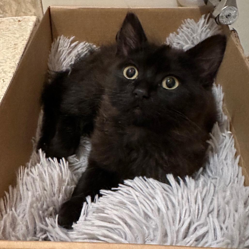 Coco Puff — thumbnail 2