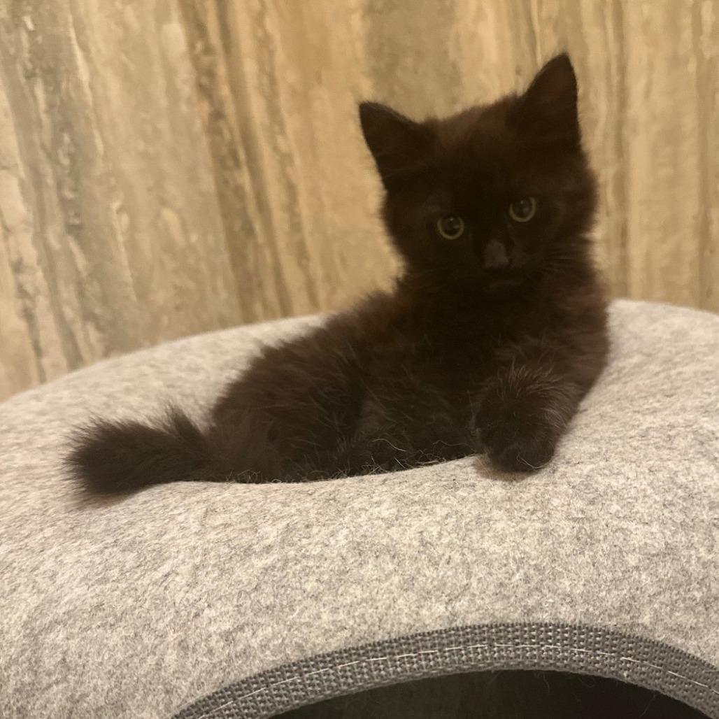 Coco Puff — thumbnail 4