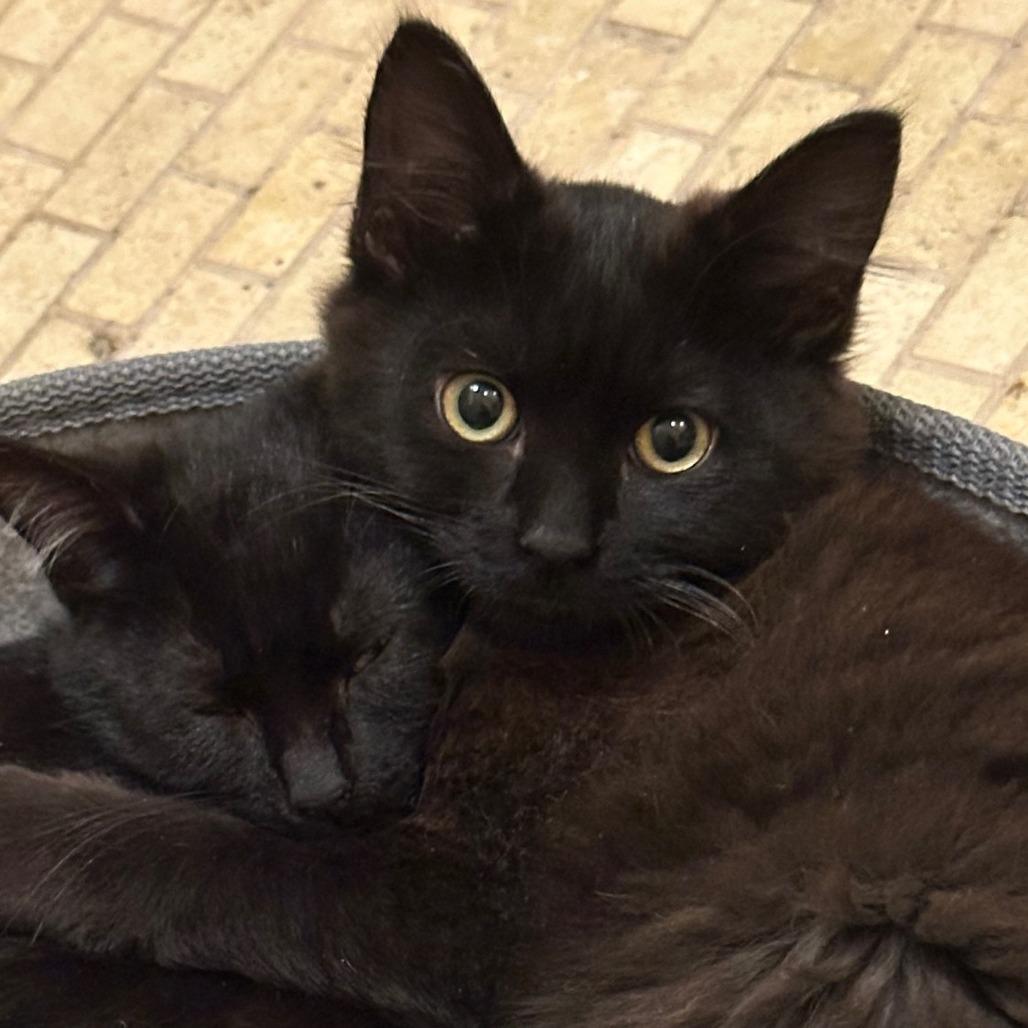 Coco Puff — thumbnail 5