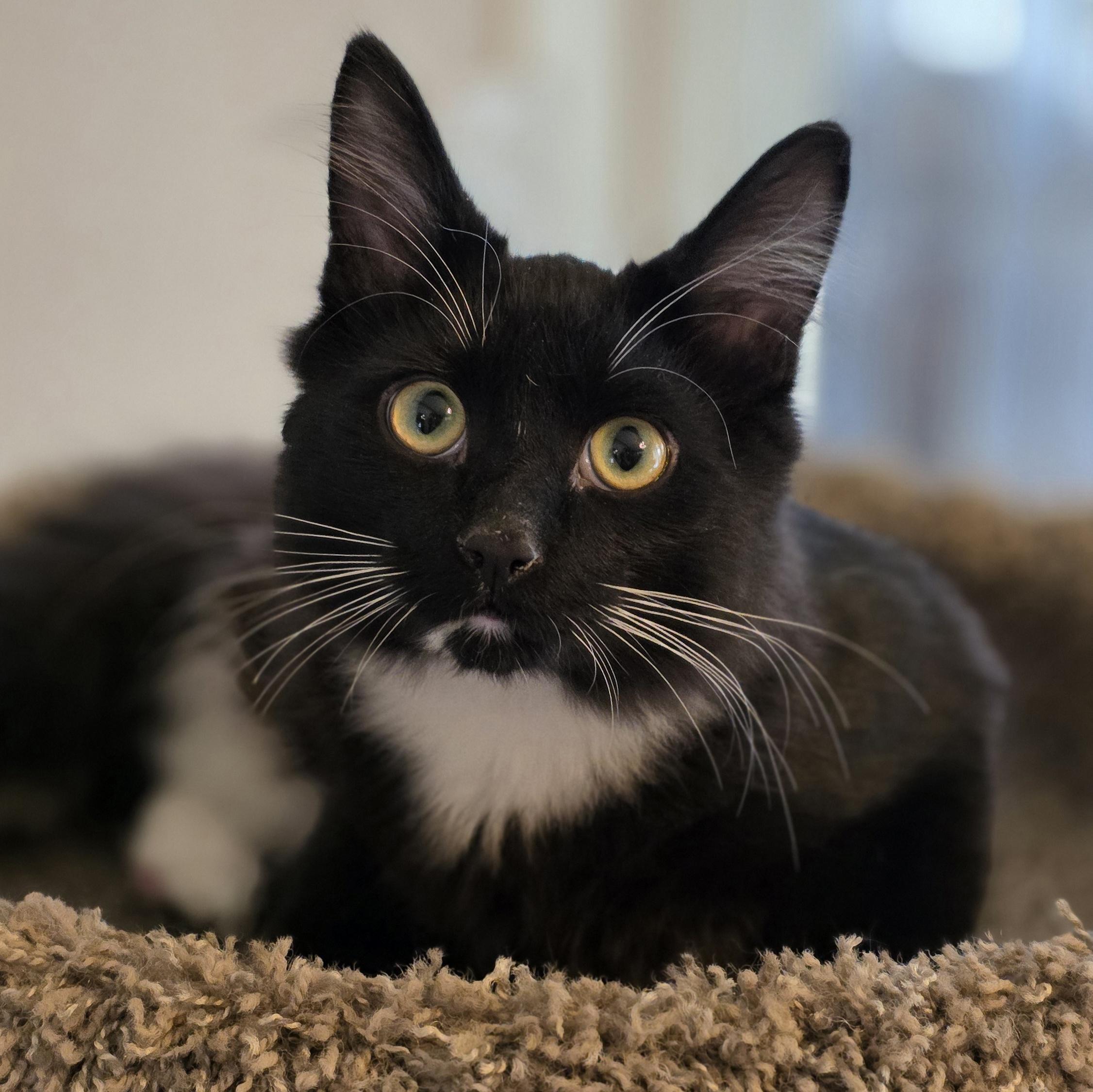 Jasper, Adoptable, Kitten Male Domestic Short Hair.