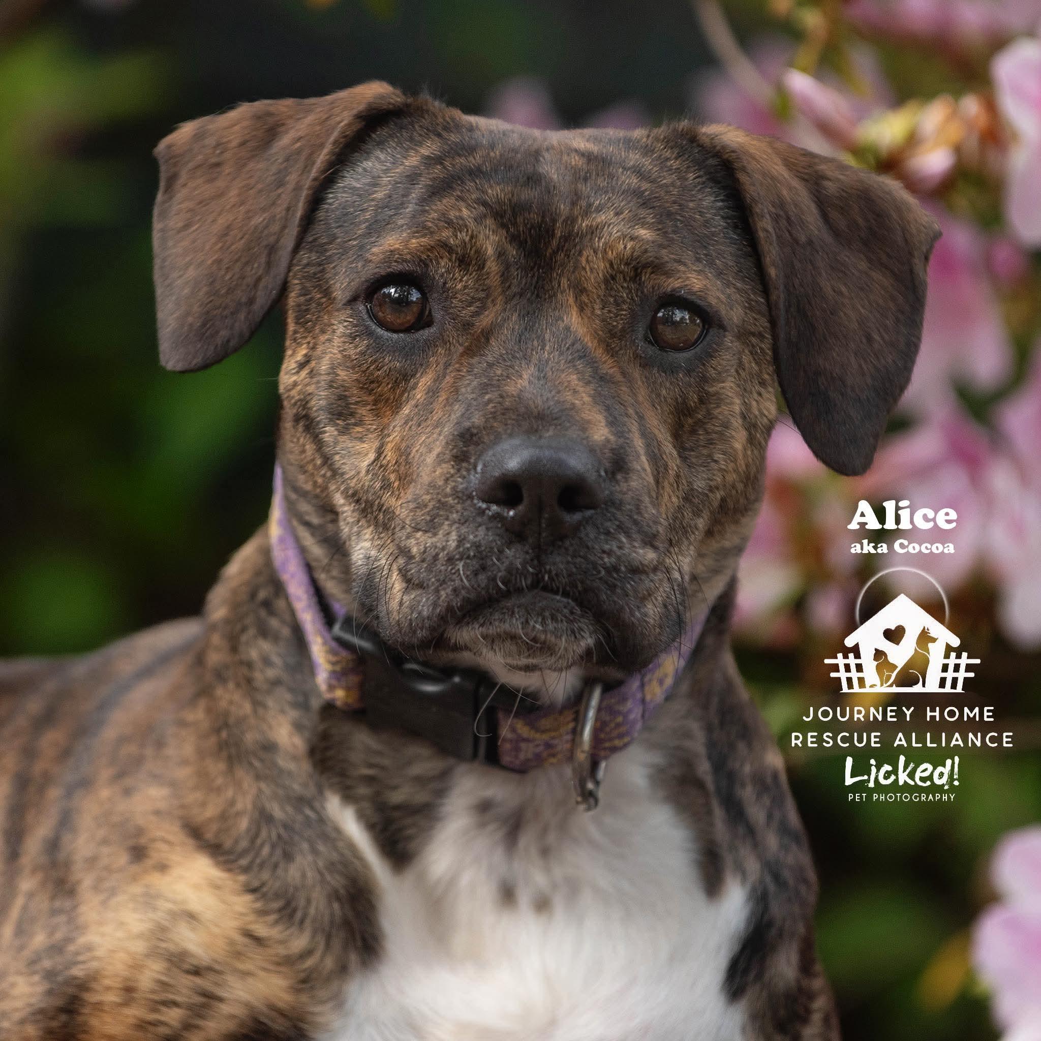 Enlarge Alice, a ADOPTABLE mixed breed in Wando, SC image 2/6