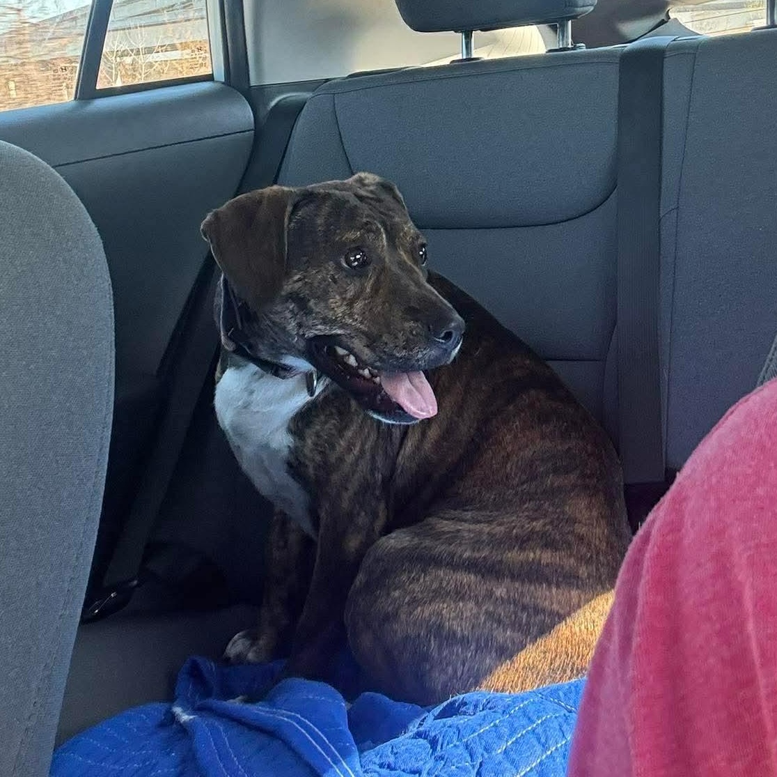 Enlarge Alice, a ADOPTABLE mixed breed in Wando, SC image 2/6