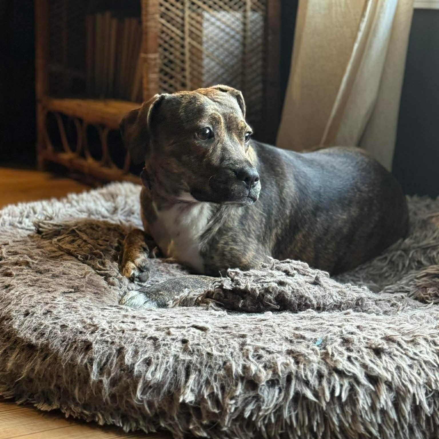 Enlarge Alice, a ADOPTABLE mixed breed in Wando, SC image 5/6