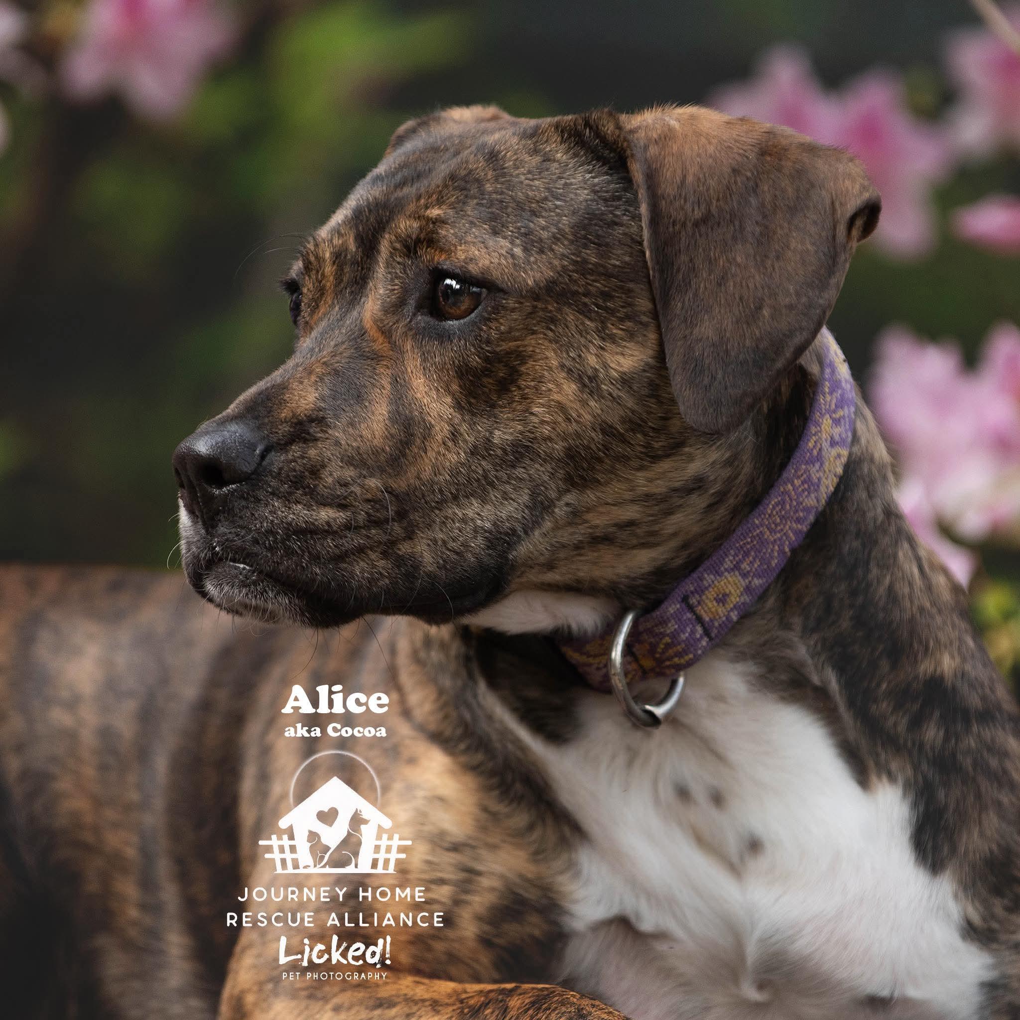 Enlarge Alice, a ADOPTABLE mixed breed in Wando, SC image 3/6