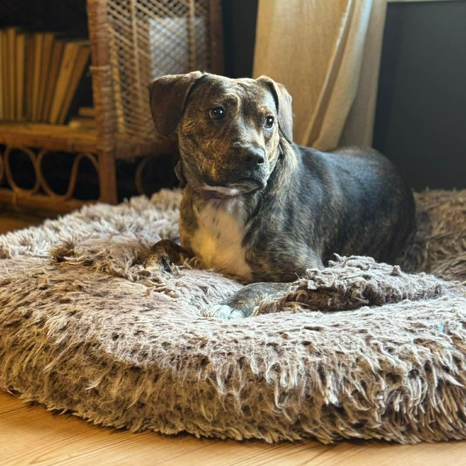 Enlarge Alice, a ADOPTABLE mixed breed in Wando, SC image 1/6