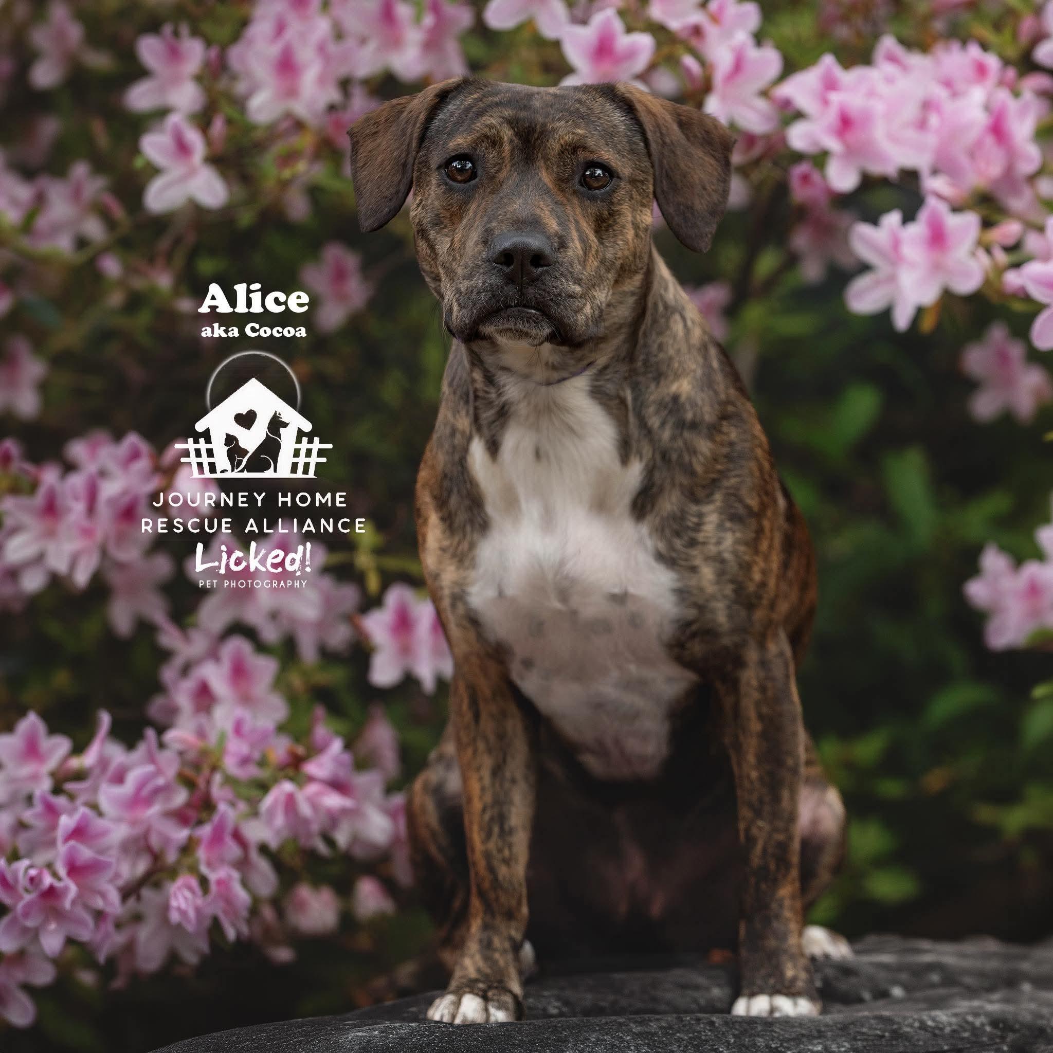 Alice, ADOPTABLE, Young Female Boxer & Plott Hound.
