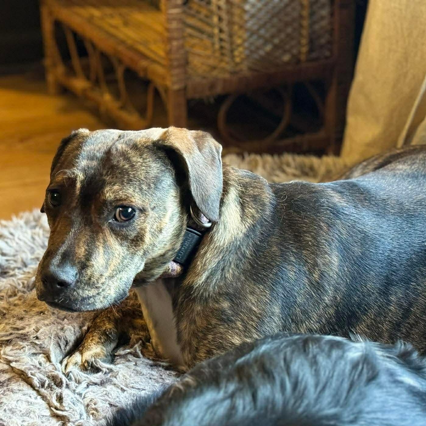 Enlarge Alice, a ADOPTABLE mixed breed in Wando, SC image 6/6