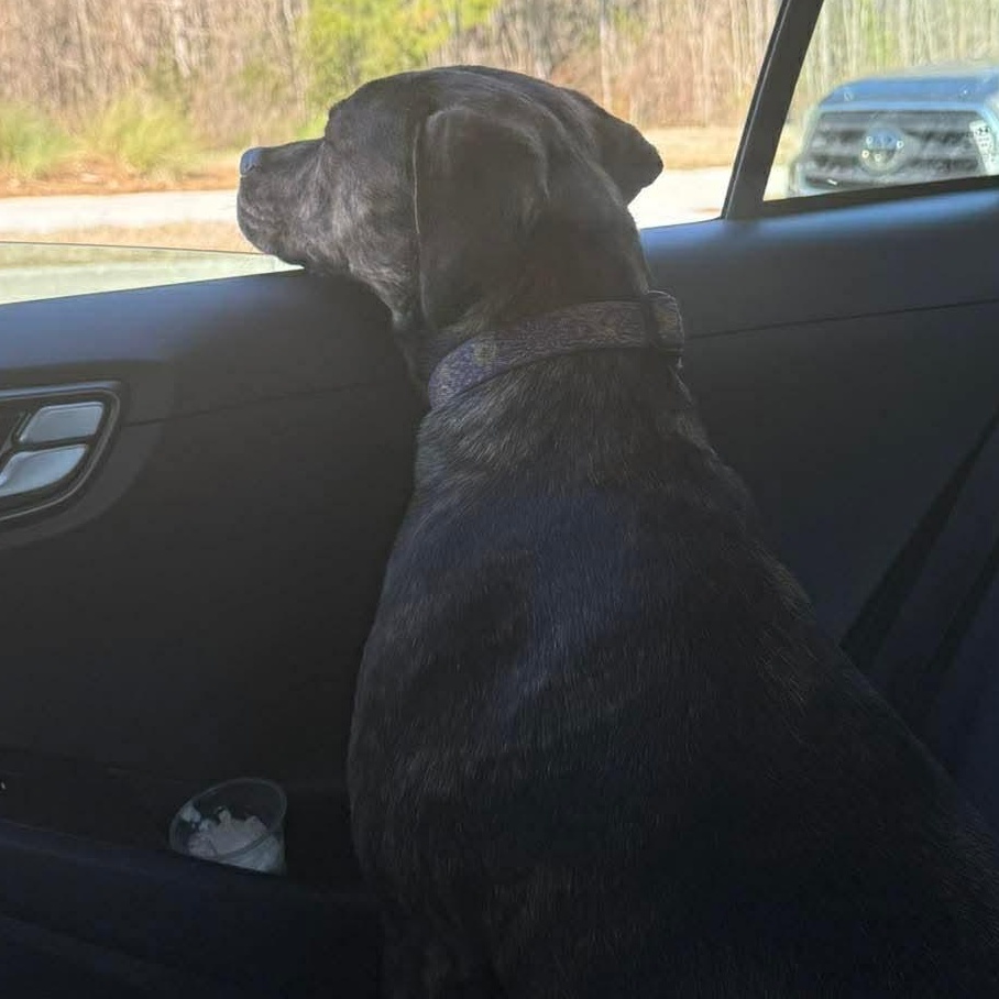 Enlarge Alice, a ADOPTABLE mixed breed in Wando, SC image 3/6